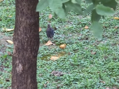 Turdus mandarinus