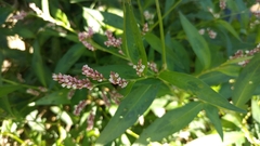 Persicaria maculosa