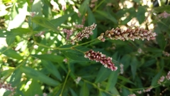 Persicaria maculosa