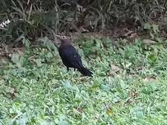 Turdus mandarinus