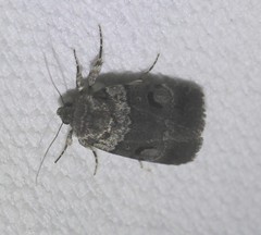 Thoracolopha flexirena