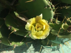 Opuntia stricta