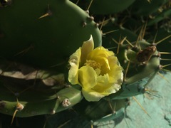 Opuntia stricta