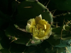 Opuntia stricta