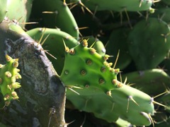 Opuntia stricta