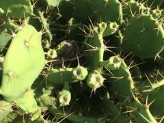 Opuntia stricta