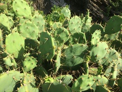 Opuntia stricta