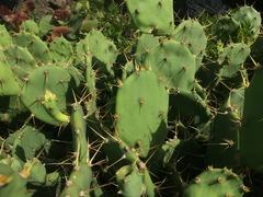 Opuntia stricta