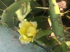 Opuntia stricta