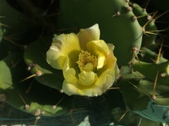 Opuntia stricta
