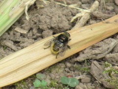 Merodon equestris