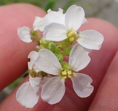 Cakile maritima integrifolia