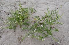 Cakile maritima integrifolia