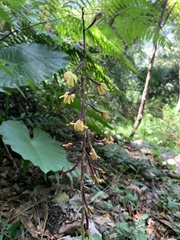 Aphyllorchis montana