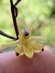 Aphyllorchis montana