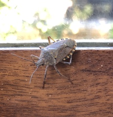 Apodiphus integriceps