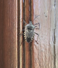 Apodiphus integriceps