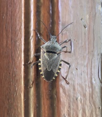 Apodiphus integriceps