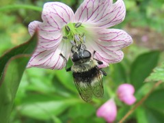 Merodon equestris