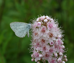 Celastrina argiolus ladonides