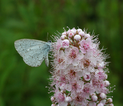 Celastrina argiolus ladonides