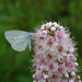 Celastrina argiolus ladonides - Photo (c) Oleg Kosterin, some rights reserved (CC BY), uploaded by Oleg Kosterin