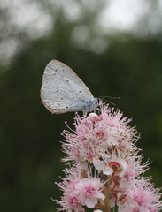 Celastrina argiolus ladonides