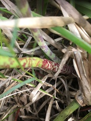 Lachenalia variegata