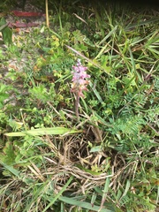 Lachenalia variegata