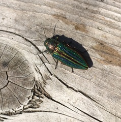 Buprestis striata