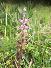 Lachenalia variegata