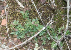 Blepharis integrifolia