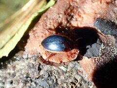 Ilybius fuliginosus