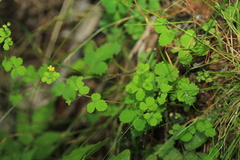 Potentilla centigrana