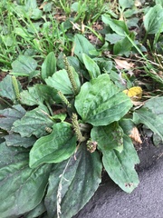 Plantago major