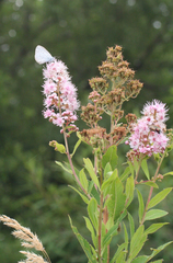 Celastrina argiolus ladonides