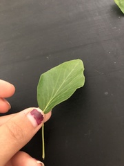 Griselinia littoralis