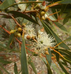Eucalyptus diversifolia