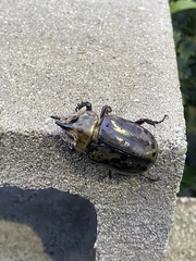 Dynastes tityus