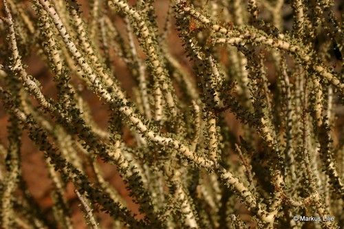 Portulacaria namaquensis (Sond.) Baijnath 3