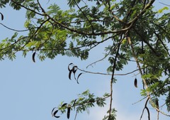 Havardia albicans