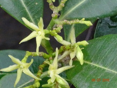 Cryptolepis buchananii