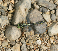 Shaogomphus schmidti
