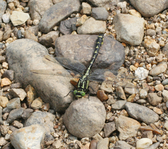 Shaogomphus schmidti