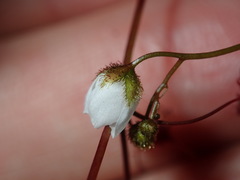 Drosera peltata