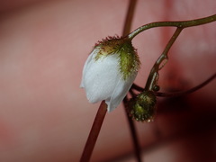 Drosera peltata
