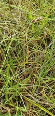 Carex glareosa