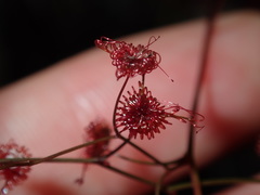 Drosera peltata