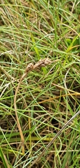 Carex glareosa