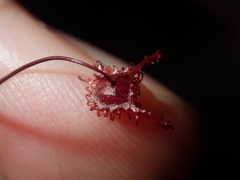 Drosera peltata